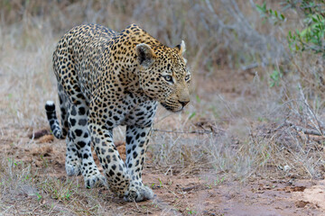 Leopard male walking around the Sand River in Sabi Sands Game Reserve in the Greater Kruger Region in South Africa                              