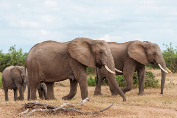 Elephant herd walking in Mashatu Game Reserve in the Tuli Block in Botswana.