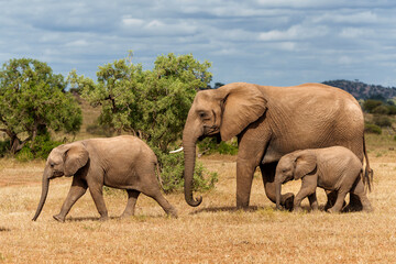 Fototapeta premium Elephant herd walking in Mashatu Game Reserve in the Tuli Block in Botswana.