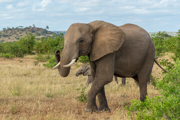 Naklejka na ściany i meble Elephant herd walking in Mashatu Game Reserve in the Tuli Block in Botswana.
