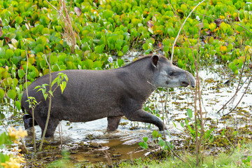South American tapir (Tapirus terrestris) , also called the Brazilian tapir or lowland tapir,...