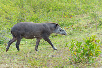 South American tapir (Tapirus terrestris) , also called the Brazilian tapir or lowland tapir, walking around and searching for food in the North Pantanal in Brazil
