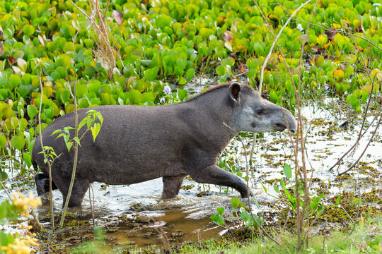 South American tapir (Tapirus terrestris) , also called the Brazilian tapir or lowland tapir, walking around and searching for food in the North Pantanal in Brazil