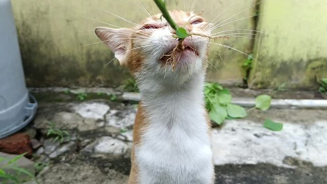 Cat Eat Grass Acalypha Indica