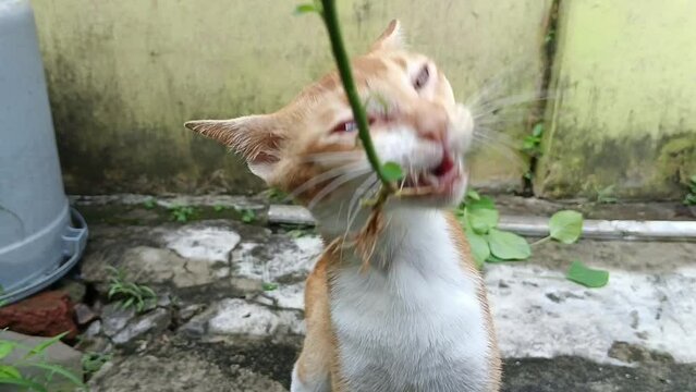 Cat Eat Grass Acalypha Indica