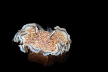 A nudibranch crawling out of the darkness of the ocean 
