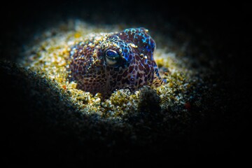 A bobtail squid with his eyes emerging from the sand 