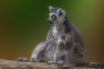 Sitting Lemur