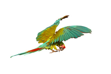 Beautiful great green macaw flying isolated on transparent background png file