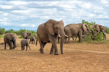 Obraz premium Elephant herd walking in Mashatu Game Reserve in the Tuli Block in Botswana.