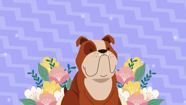 dog english bulldog mascot animation