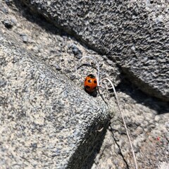 Red lady bug on concrete wall