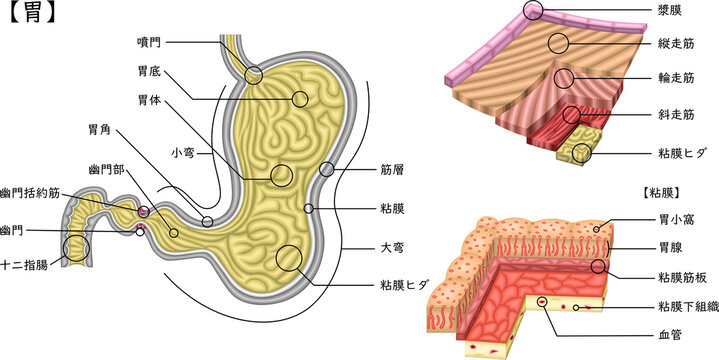 胃　構造　イラスト