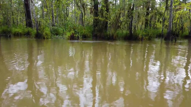 Alligator swimming in Old Pearl River in Slidell Louisiana.