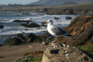 seagull on the beach