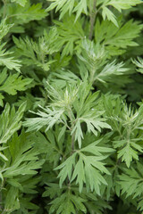 green wormwood (Artemisia absinthium) bush grows in the wild	
