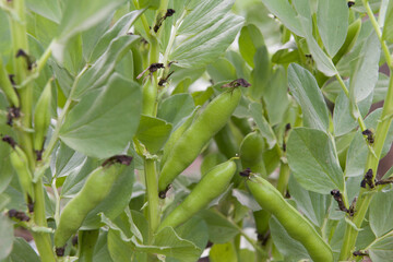 Broad bean pods closeup growing on a plant in a garden. - obrazy, fototapety, plakaty