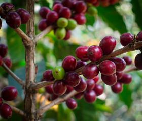 Red Coffee cherries on a coffee tree. Caturra tree in Coffee plantation. At Huehuetenango, Guatemala.
