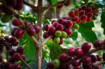 Red Coffee cherries on a coffee tree. Caturra tree in Coffee plantation. At Huehuetenango, Guatemala.
