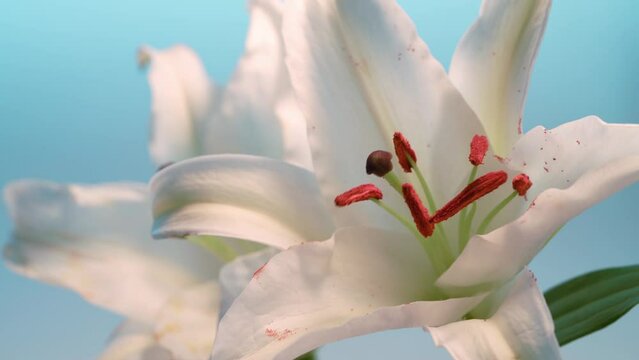 Lily flower blooming under sunlight on blurred nature background.