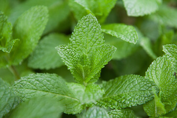 Fototapeta na wymiar Green Mint Plant Grow Background closeup.mint leaf.