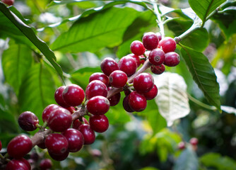 Coffee cherries on a coffee tree. Caturra tree in Coffee plantation. At Huehuetenango, Guatemala.
