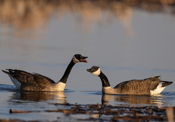 Canada Goose courtship