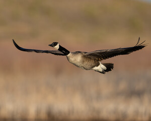 Canada Goose in flight