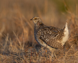 Sharp-tailed Grouse