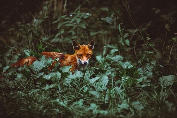 Young red fox hunting in the tall grass in the forest - Powered by Adobe