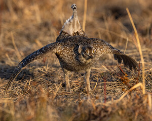 Sharp-tailed Grouse