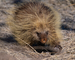 A large Porcupine in the Nebraska Sandhills