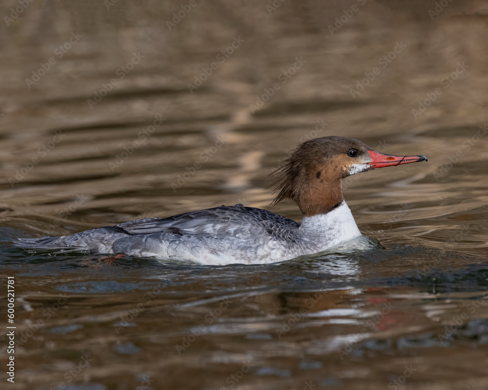 Wall mural Female Common Merganser