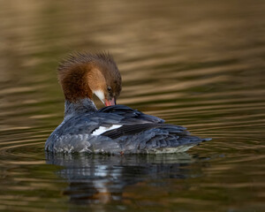 Female Common Merganser