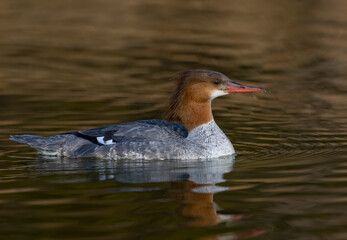 Female Common Merganser