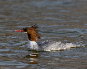 Female Common Merganser