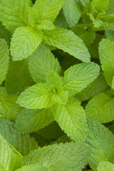 Green Mint Plant Grow Background closeup.mint leaf.