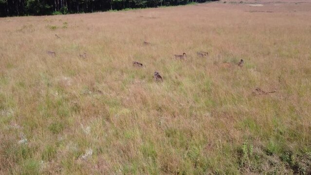 A troop of baboons running through a field and into the woods in Graskop, South Africa.