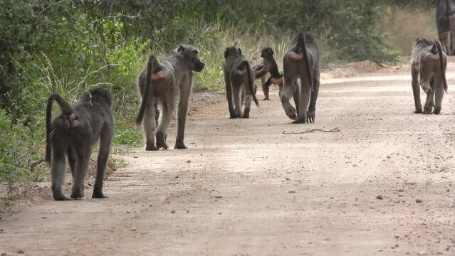 Mature chacma baboons strolling down a pathway, with two youngsters frolicking within the herd in Kruger National Park. 