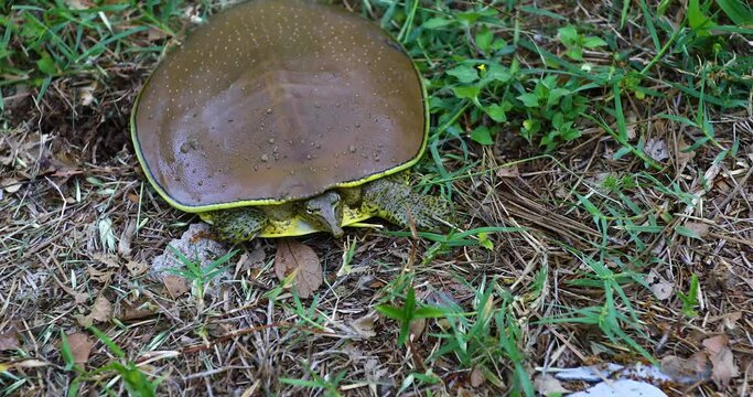 Closeup video of a Spiny Softshell Turtle(Apalone spinifera) on the ground.
