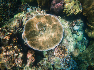 Fototapeta na wymiar Big Corals in deep blue sea At Surin Island Thailand.