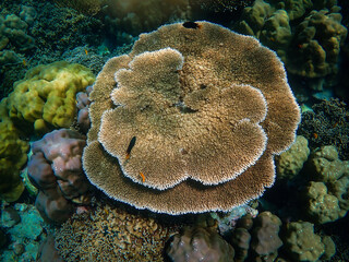 Big Corals in deep blue sea At Surin Island Thailand.