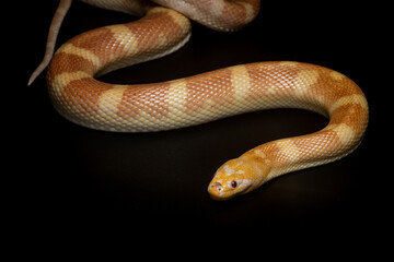 Portrait of a rare albino puff faced water snake or ular kadut on solid black background 