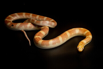 Portrait of a rare albino puff faced water snake or ular kadut on solid black background 