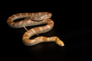 Portrait of a rare albino puff faced water snake or ular kadut on solid black background 