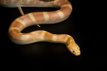 Portrait of a rare albino puff faced water snake or ular kadut on solid black background 