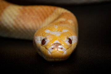 Portrait of a rare albino puff faced water snake or ular kadut on solid black background 
