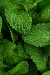 Fototapeta na wymiar Green Mint leaf Grow Background closeup.