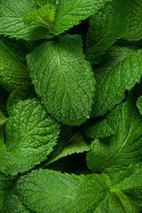 Green Mint leaf Grow Background closeup.