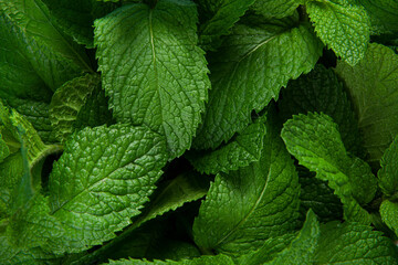 Green Mint leaf Grow Background closeup.